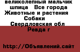 великолепный мальчик шпица - Все города Животные и растения » Собаки   . Свердловская обл.,Ревда г.